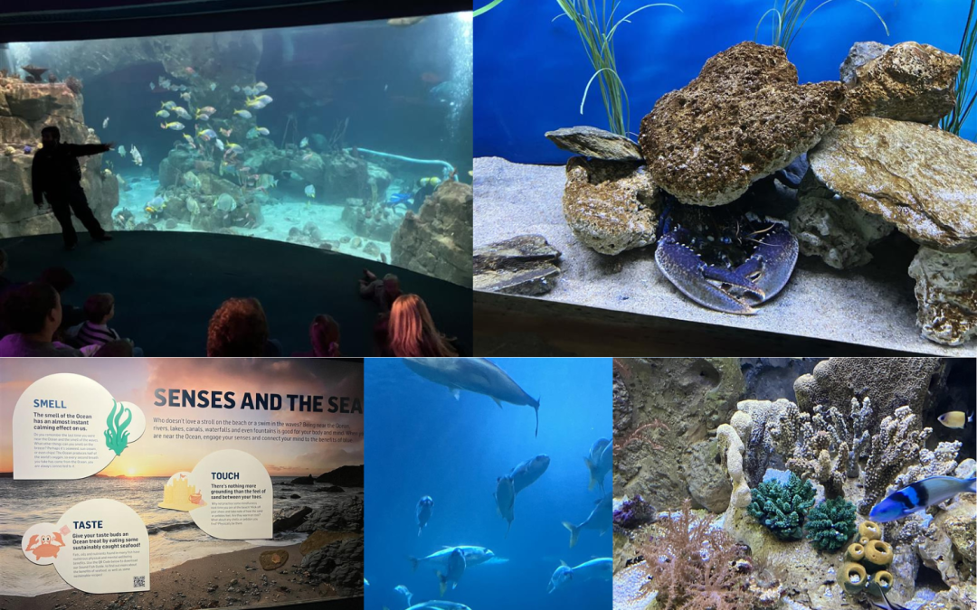 Trip to National Marine Aquarium Plymouth